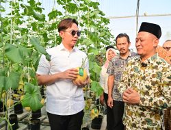 Ikut Panen Melon Sultan di Ponpes Istiqomah Al-Amin, Bupat Egi Beri Apresiasi