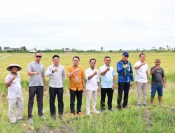 Padi Biosalin, Inovasi Cerdas Ubah Tambak Asin Jadi Sawah Produktif di Lampung Selatan