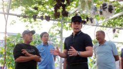 Dari Kebun Melon dan Anggur di Natar, Bupati Egi Dorong Tumbuhnya Desa-Desa Produktif