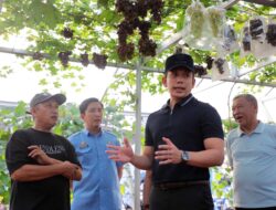 Dari Kebun Melon dan Anggur di Natar, Bupati Egi Dorong Tumbuhnya Desa-Desa Produktif