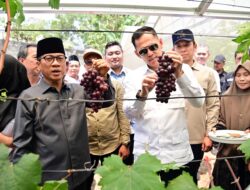 Kebun Anggur BUMDes Merak Batin Curi Perhatian Mendes PDT, Harapan Baru Ekonomi Warga Mulai Berbuah